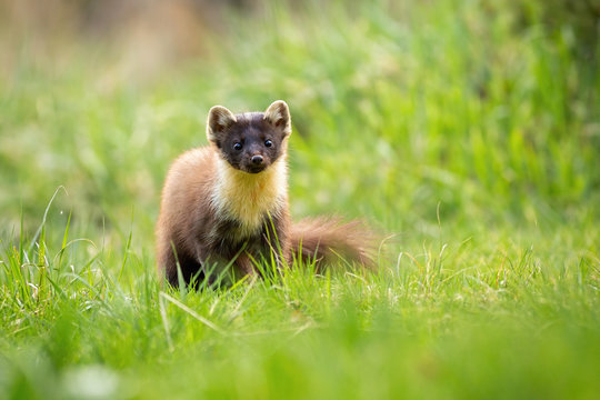 Cute pine marten, martes martes, from front view looking to camera on a green meadow in summer. Small animal predator watching attentively in nature with copy space.