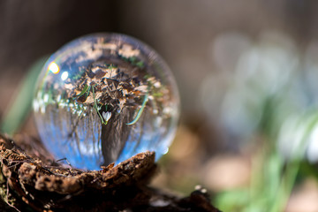 Close up of blooming snowdrop reflected in a lens ball - selective focus, copy space