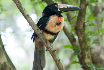 Collared Aracari toucan, Jaguar Rescue Center, Limón, Punta Cocles, Costa Rica