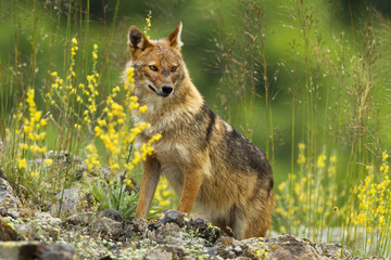Shy golden jackal, canis aureus, looking away on a hot summer day. Cute animal wildlife standing on...