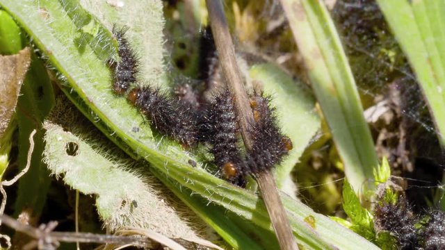 Glanville Fritillary (Melitaea cinxia ) Caterpillars in their Web. 1 cm long.