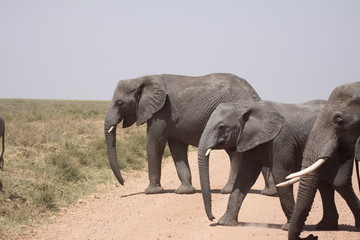 Naklejka na ściany i meble Elephants Crossing