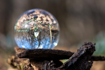Close up of blooming snowdrop reflected in a lens ball - selective focus, copy space