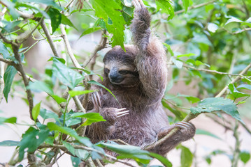 Brown-Throated Three-Toed Sloth, Jaguar Rescue Center, Limón, Punta Cocles, Costa Rica