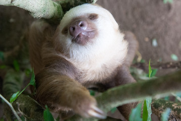 Hoffman's Two-Toed Sloth, Jaguar Rescue Center, Limón, Punta Cocles, Costa Rica