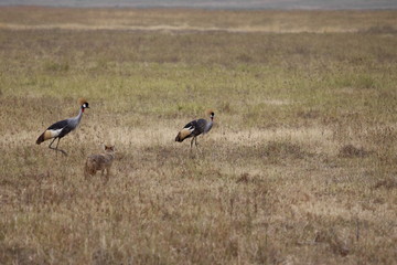 Pair of Crested Cranes Stalked by a Jackal