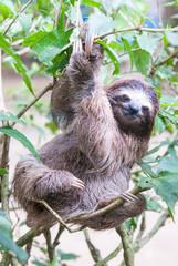 Brown-Throated Three-Toed Sloth, Jaguar Rescue Center, Limón, Punta Cocles, Costa Rica