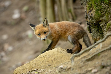 Cute red fox, vulpes vulpes, cub coming out of a den in forest in springtime. Little mammal predator with blue eyes little looking in camera while standing on the hill.