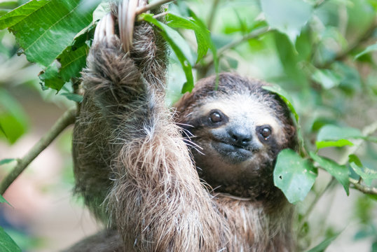 Brown-Throated Three-Toed Sloth, Jaguar Rescue Center, Lim&oacute;n, Punta Cocles, Costa Rica