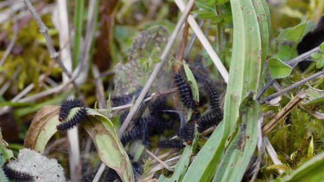 Glanville Fritillary (Melitaea cinxia ) Caterpillars in their Web. 1 cm long.