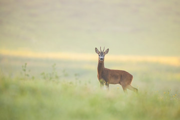Alert roe deer, capreolus capreolus, buck standing on a meadow wet from dew early in the morning with sun rising behind and casting rays of light. Attentive mammal looking and listening.