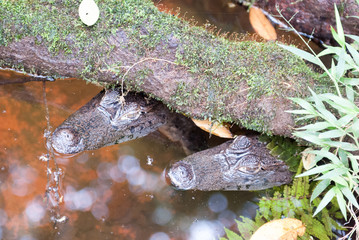 Two Caymans, Jaguar Rescue Center, Limón, Punta Cocles, Costa Rica