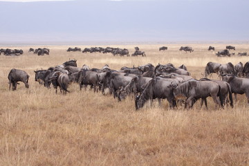 herd of wildebeest in serengeti national park tanzania africa