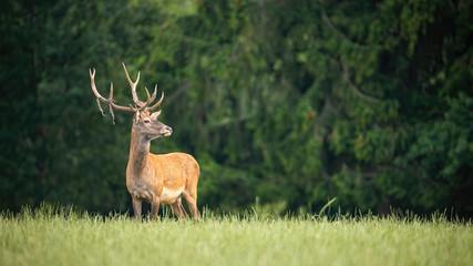 Proud red deer, cervus elaphus, stag looking away in green summer nature. Majestic wild mammal with new antlers partially covered with velvet. Full body of animal in wilderness.