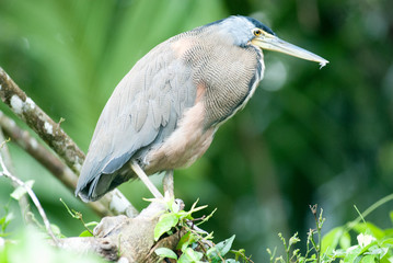 Green Heron, Tortuguero National Park, Limón Province, Costa Rica
