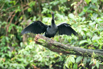 Darter (Anhinga anhinga), Tortuguero National Park, Limón Province, Costa Rica