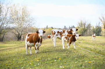 Fototapeta na wymiar Herd of cows on a field.
