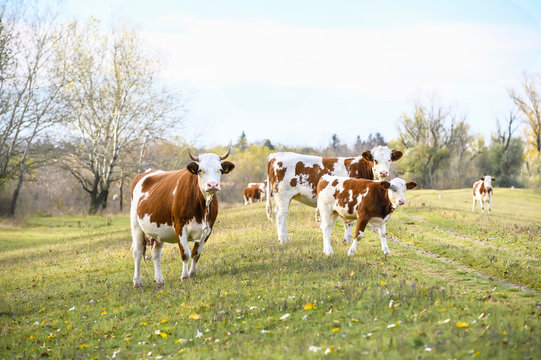Herd of cows on a field.