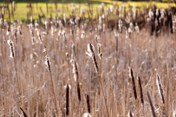 Obraz premium Goniądz - miasto nad Biebrzą. Biebrzański Park Narodowy, Podlasie, Polska