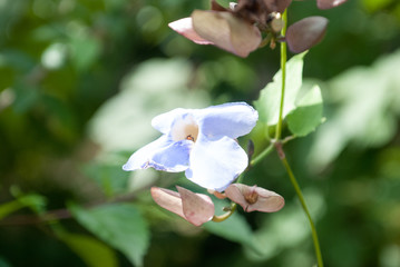 Flower of Brunfelsia, Escaleras, Puntarenas Province, Costa Rica