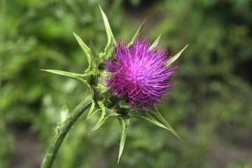 Mariendistel, Silybum marianum