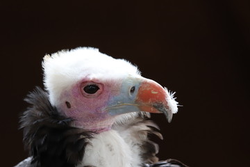 Vautour a tete blanche