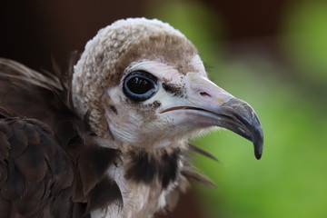 Vautour charognard