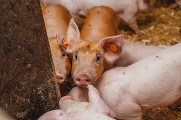 young pigs and piglets in barn livestock farm