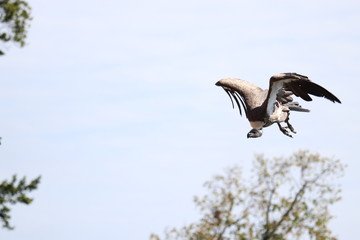 vautour africain