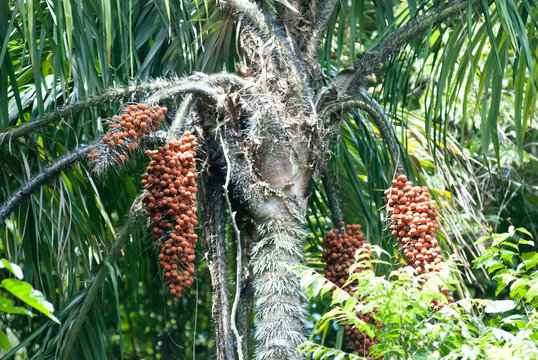Pejibaye Palm tree, Escaleras, Puntarenas Province, Costa Rica