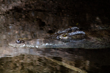 crocodile du nil