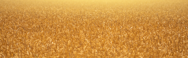 Field of ripe wheat.