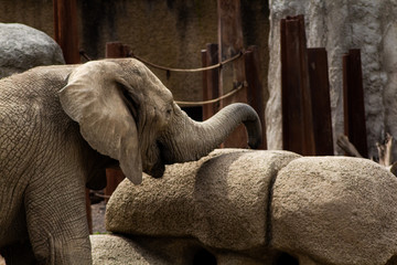 éléphant d'afrique se nourissant