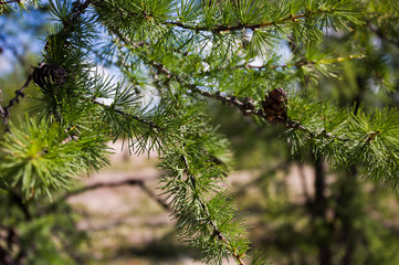 Green branch of larch with tiny leaves on the blue and yellow background. Brown cone of larch. Wild plants