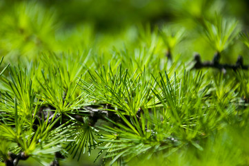 Green branch of larch with tiny leaves on the blue and yellow background. Brown cone of larch. Wild plants