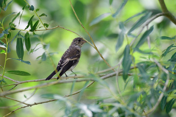 Junger Trauerschnäpper auf einem Strauch