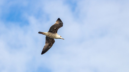 seagull on the beach