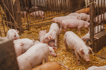 young pigs and piglets in barn livestock farm