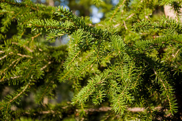 Green branch of larch with tiny leaves on the blue and yellow background. Brown cone of larch. Wild plants
