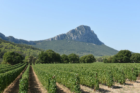 Vignes Le Pic St Loup H&eacute;rault France
