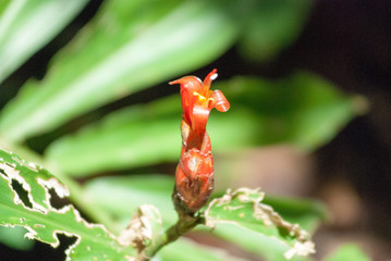 Pine Cone Ginger, Escaleras, Puntarenas Province, Costa Rica