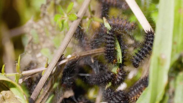 Glanville Fritillary (Melitaea cinxia ) Caterpillars in their Web. 1 cm long.