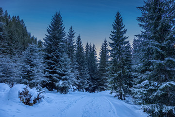 Stunning snowy forest in Tatra mountain as background