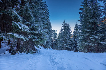 Wonderful forest full of snow in Tatra as background