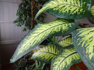Ornamental plants in hospital areas