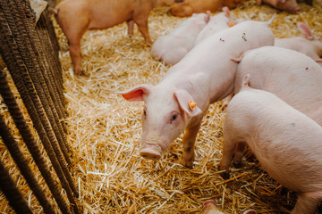 young pigs and piglets in barn livestock farm © volf anders