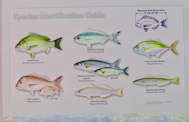 sign of Australian fish