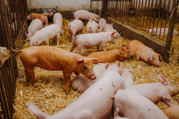 young pigs and piglets in barn livestock farm