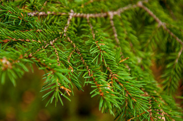 Green branch of larch with tiny leaves on the blue and yellow background. Brown cone of larch. Wild...