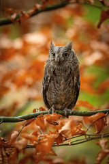 The Eurasian scops, Otus scops The bird is perched on the branch in bright colored autumn forest Europe Czech Republic Pretty colorful contrasting backround with nice bokeh orange oak leaves..